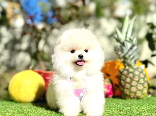 Pomeranian Boo Gerçek Ayi Surat Yavrularımız görsel