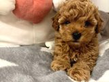 IRK VE SAĞLIK GARANTİLİ POODLE BEBEKLER