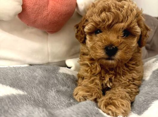 IRK VE SAĞLIK GARANTİLİ POODLE BEBEKLER