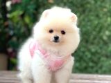 Orji̇nal Pomerani̇an Boo Çocuklar