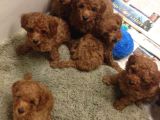 Yumuk Yumuk Her Şeyi̇ İle Garanti̇li̇ Poodle Bebi̇şler