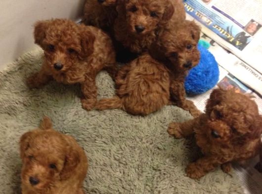 Yumuk Yumuk Her Şeyi̇ İle Garanti̇li̇ Poodle Bebi̇şler görsel