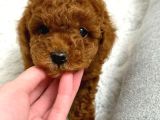 MÜKEMMEL GÜZELLİKTE TOY POODLE BEBEKLER