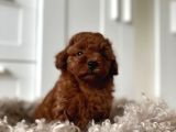 Canli Görüp Alabi̇leceği̇ni̇z Poodle Bebekler