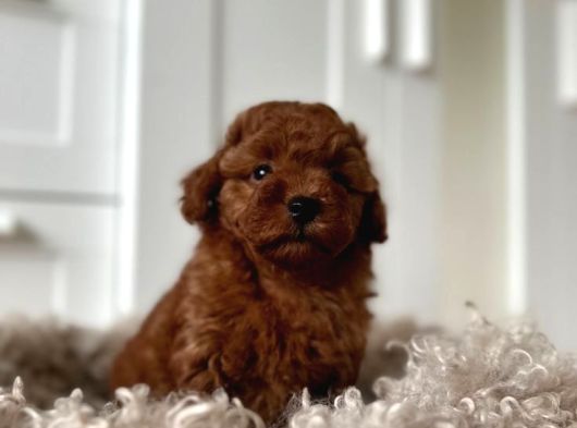 Canli Görüp Alabi̇leceği̇ni̇z Poodle Bebekler görsel