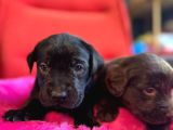 Labrador Bebeklerimiz Için Acele Edin