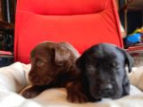 Labrador Bebeklerimiz Için Acele Edin