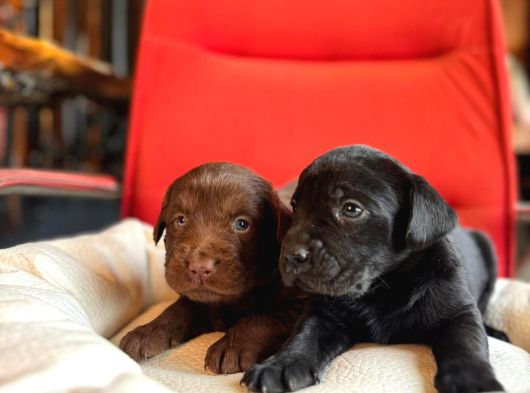 Labrador Bebeklerimiz Için Acele Edin görsel
