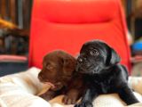 Labrador Bebeklerimiz Için Acele Edin