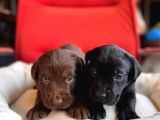 Labrador bebeklerimiz için acele edin