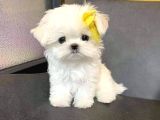 Teacup En Mini Boy Maltese Terrier Yavrularımız