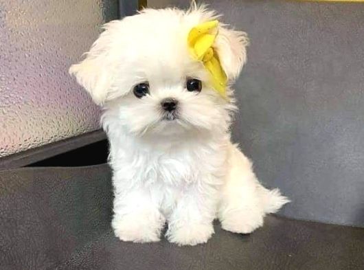 Teacup En Mini Boy Maltese Terrier Yavrularımız