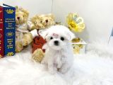 Teacup En Mini Boy Maltese Terrier Yavrularımız