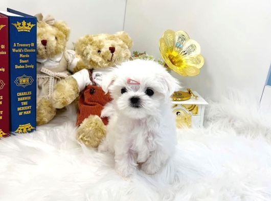 Teacup En Mini Boy Maltese Terrier Yavrularımız görsel