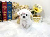 Teacup En Mini Boy Maltese Terrier Yavrularımız