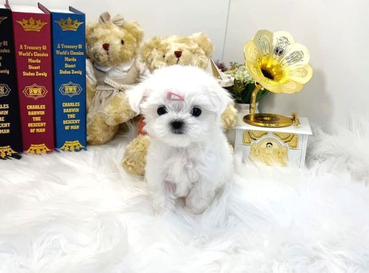 Teacup En Mini Boy Maltese Terrier Yavrularımız görsel