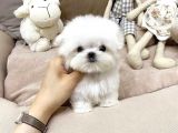 Teacup En Mini Boy Maltese Terrier Yavrularımız