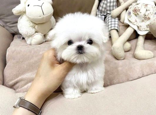 Teacup En Mini Boy Maltese Terrier Yavrularımız görsel