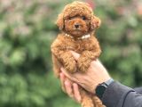 KORE KAN RED BROWN POODLE YAVRUMUZ