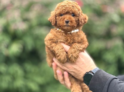 Kore Kan Red Brown Poodle Yavrumuz