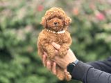 Kore Kan Red Brown Poodle Yavrumuz
