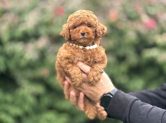 Kore Kan Red Brown Poodle Yavrumuz görsel