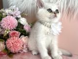 British Shorthair Silver