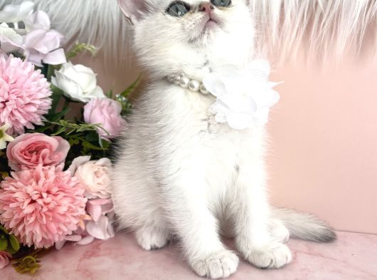 British Shorthair Silver görsel