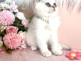 British Shorthair Silver