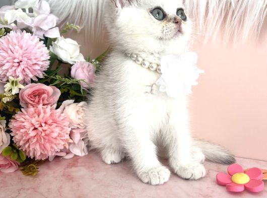 British Shorthair Silver görsel