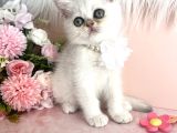 British Shorthair silver