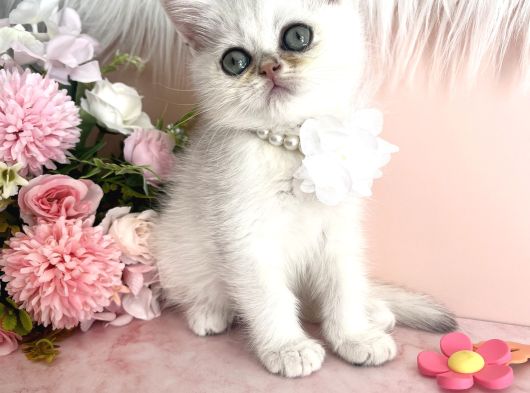 British Shorthair Silver