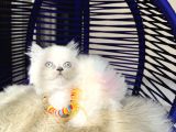 Irkının En Güzeli British Longhair Yavrular