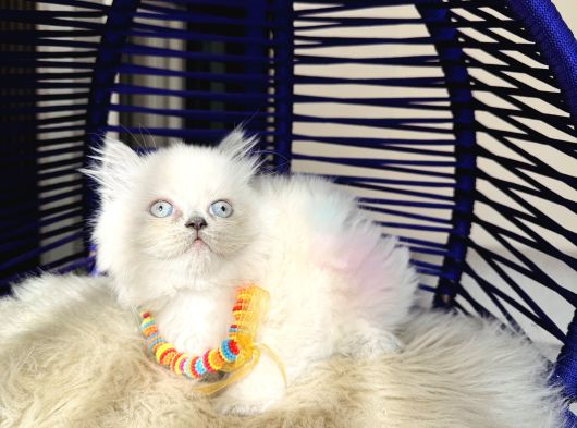 Irkının En Güzeli British Longhair Yavrular görsel