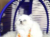 Irkının En Güzeli British Longhair Yavrular