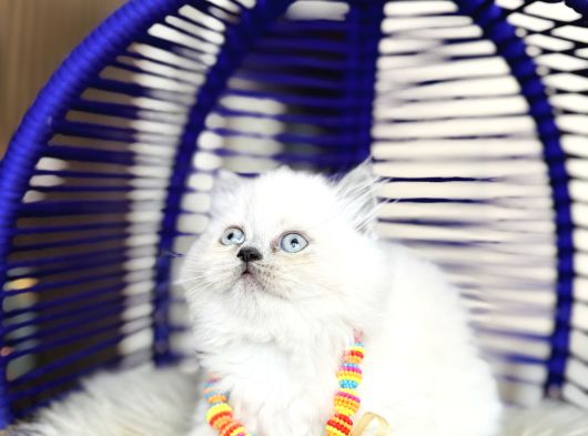 Irkının En Güzeli British Longhair Yavrular görsel
