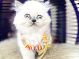 Irkının En güzeli British Longhair Yavrular