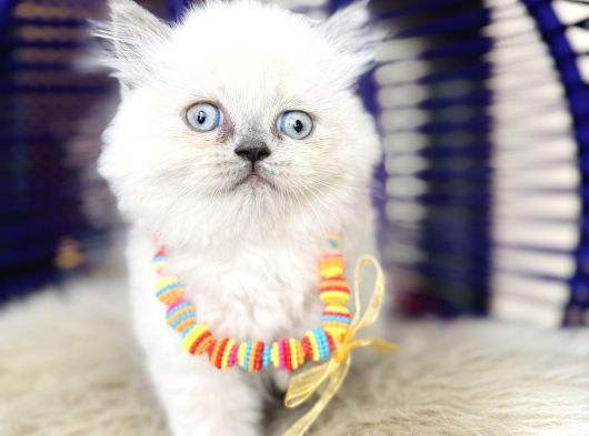 Irkının En Güzeli British Longhair Yavrular