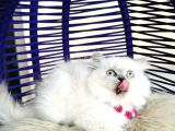 Irkının En Güzeli British Longhair Yavrular