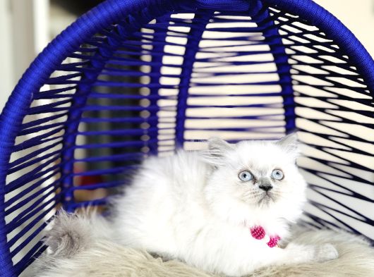 Irkının En Güzeli British Longhair Yavrular görsel