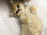 Safkan British Shorthair Golden Yavrular