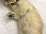 Safkan British Shorthair Golden Yavrular