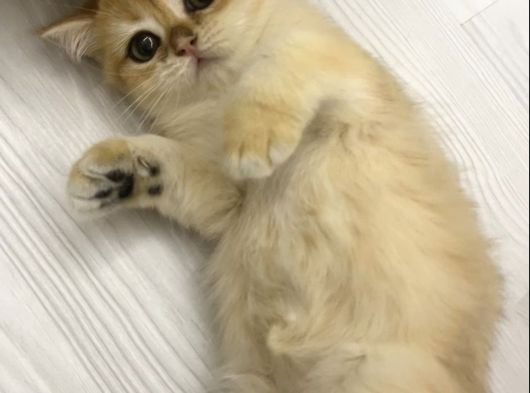 Safkan British Shorthair Golden Yavrular görsel