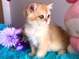 Safkan British Shorthair Golden Yavrular