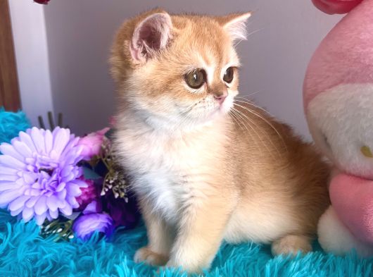 Safkan British Shorthair Golden Yavrular görsel