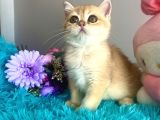 Safkan British Shorthair Golden Yavrular