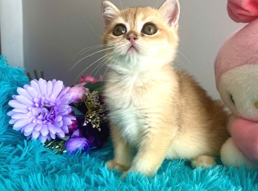 Safkan British Shorthair Golden Yavrular görsel