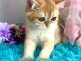 Safkan British Shorthair Golden Yavrular