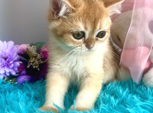 Safkan British Shorthair Golden Yavrular görsel