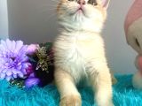 Safkan British Shorthair Golden Yavrular